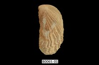 藏品(鳳凰蛤)的圖片